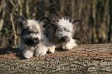 SKYE TERRIER 026